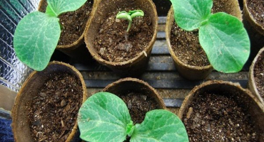 Jak snadné je pěstovat a starat se o dýni doma na balkoně